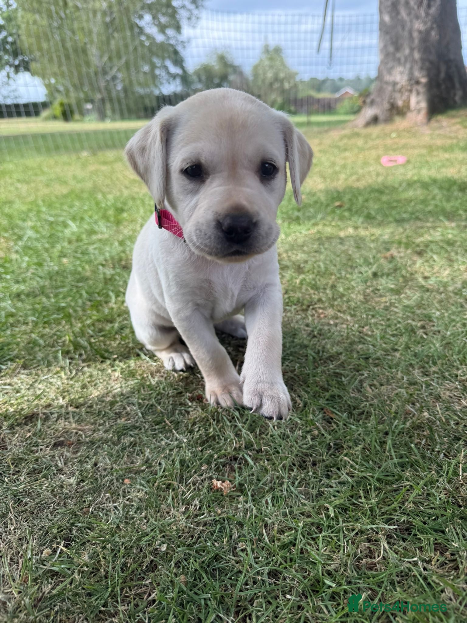 Labrador Retriever dogs for sale: Beautiful litter of Labrador puppies  - Advert 9