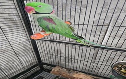 Parrots birds for sale: Male Alexandrine parrot - Image 1