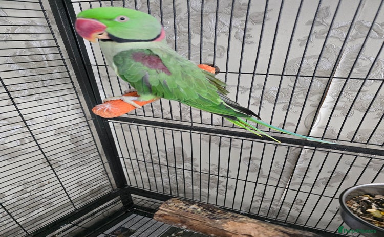 Parrots birds - Advert 2
