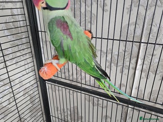 Parrots birds - Advert 11