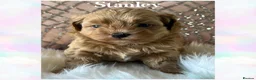 Shihpoo dogs for sale: Stunning Asian Shih Poo puppies - Advert 8