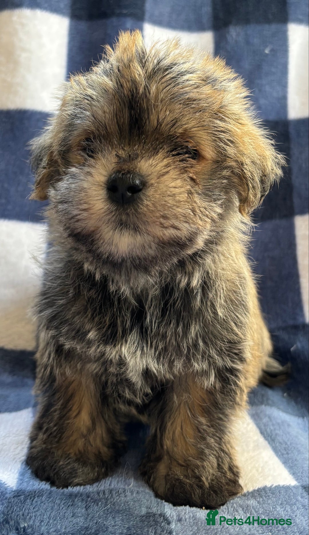 Maltipoo dogs for sale: Stunning Maltipoo Puppies ⭐️ DNA Tested ⭐️ - Image 13