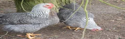 Chickens poultry for sale: Trio of 2025 Silver Bielefelders POL - Advert 2