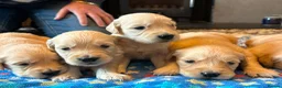 Golden Retriever dogs for sale: Gorgeous goldens - Advert 3