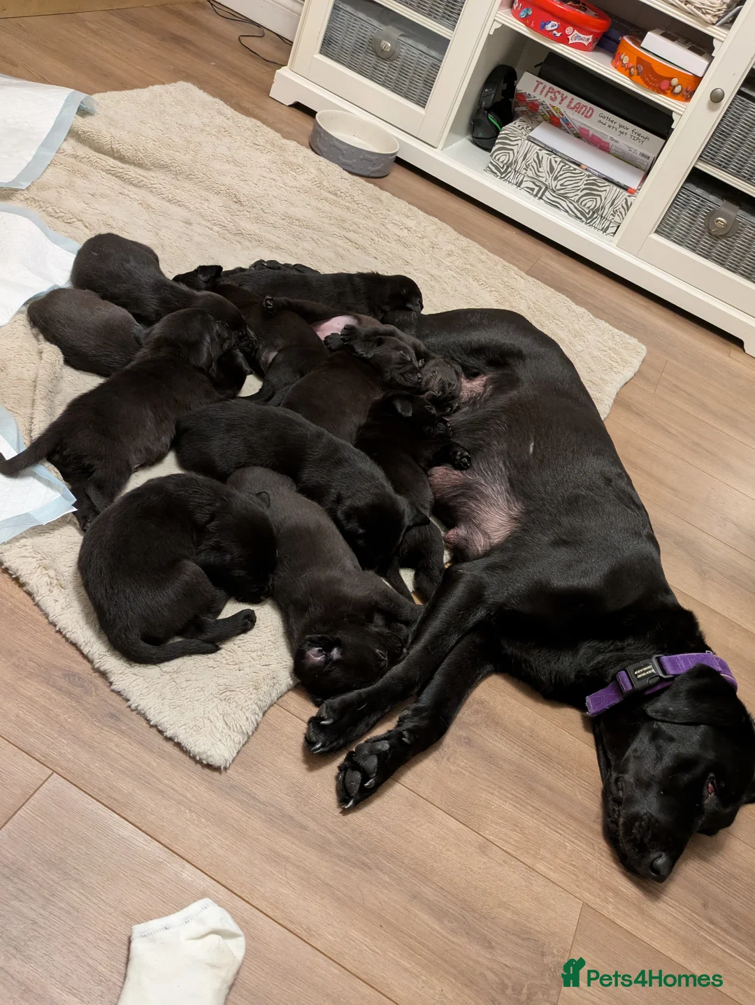 Labrador Retriever dogs for sale: Stunning Black Labrador Puppies-Ready 1st April - Advert 2