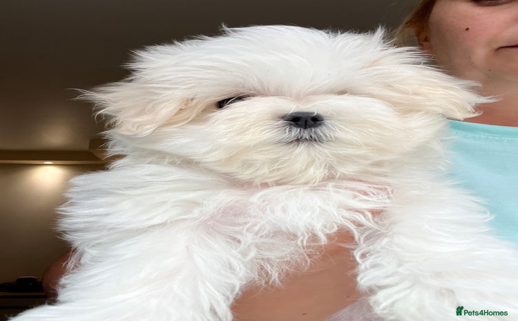 Maltese dogs - Advert 1