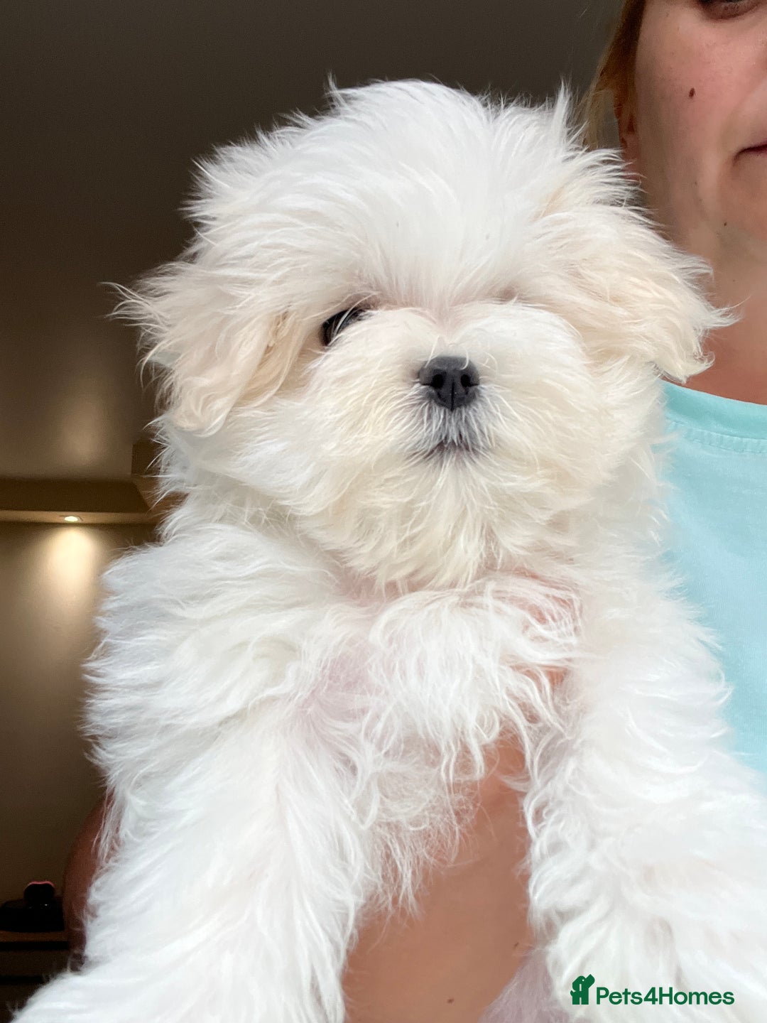Maltese dogs for sale: One girl and boy available  - Image 3