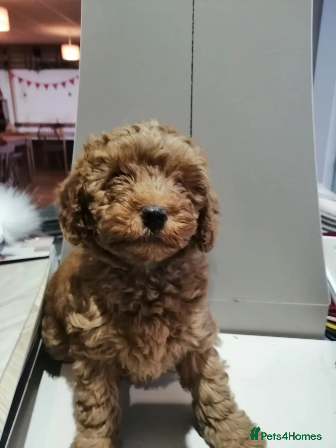 Cockapoo dogs for sale: 4 beautiful characterful cockerpoo in Sheffield - Advert 2