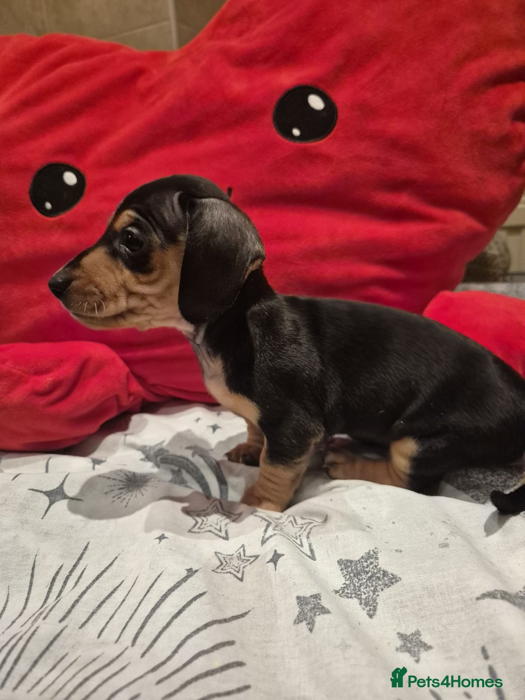 Miniature Dachshund dogs for sale: Perfect Mini Dachshund Girl 8 weeks old - Advert 7