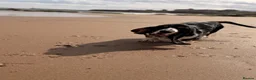 Basset Hound dogs for sale: Female Black Tri Basset Hound puppy  - Advert 8