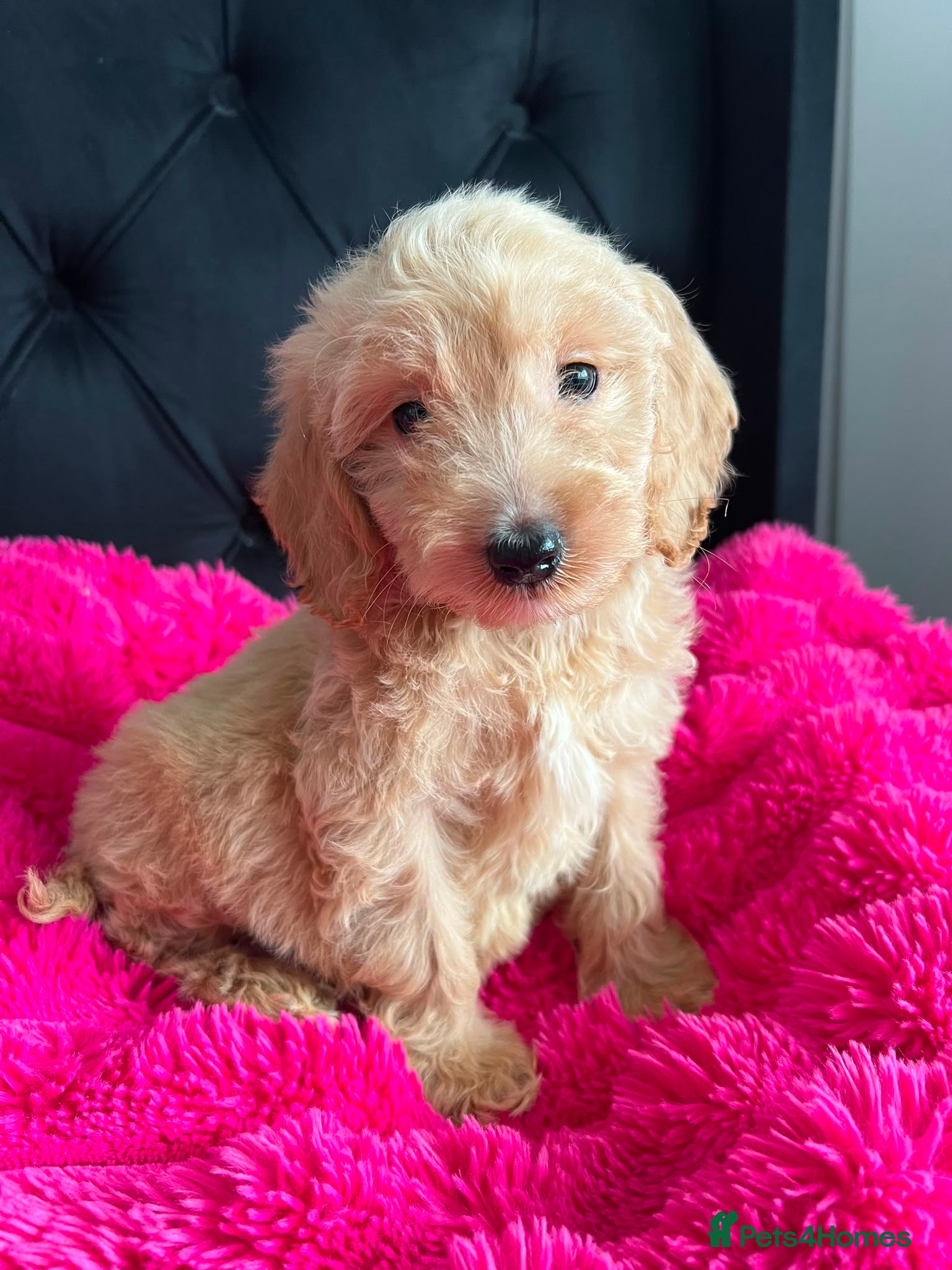 Cockapoo dogs Cockerpoo Puppies  - Advert 1