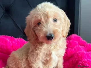 Cockapoo dogs Cockerpoo Puppies - Advert 5