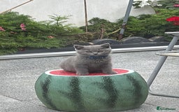 British Shorthair cats for sale: GCCF BSH Kittens pet homes only  - Image 9