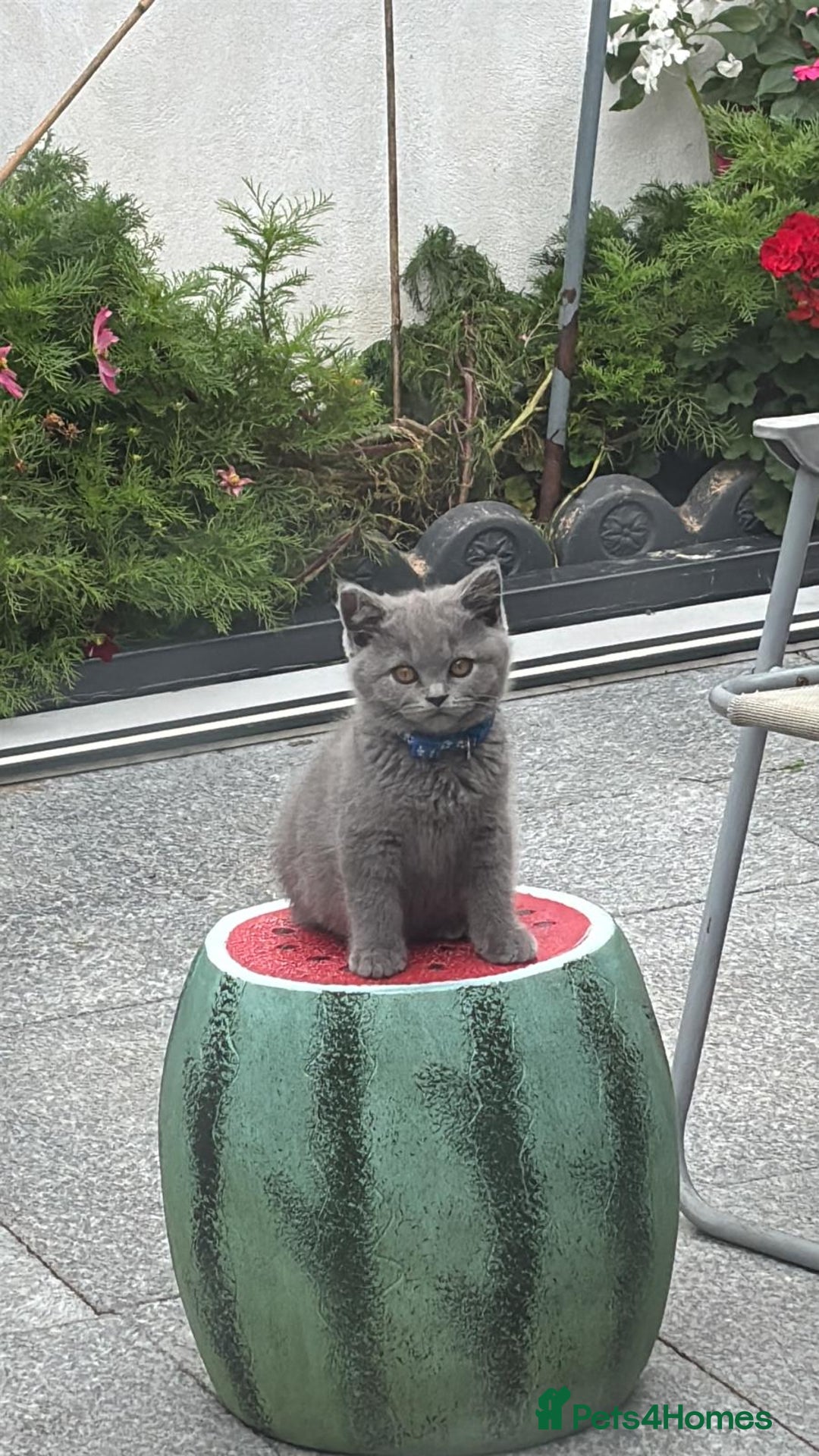 British Shorthair cats for sale: GCCF BSH Kittens pet homes only  - Image 9