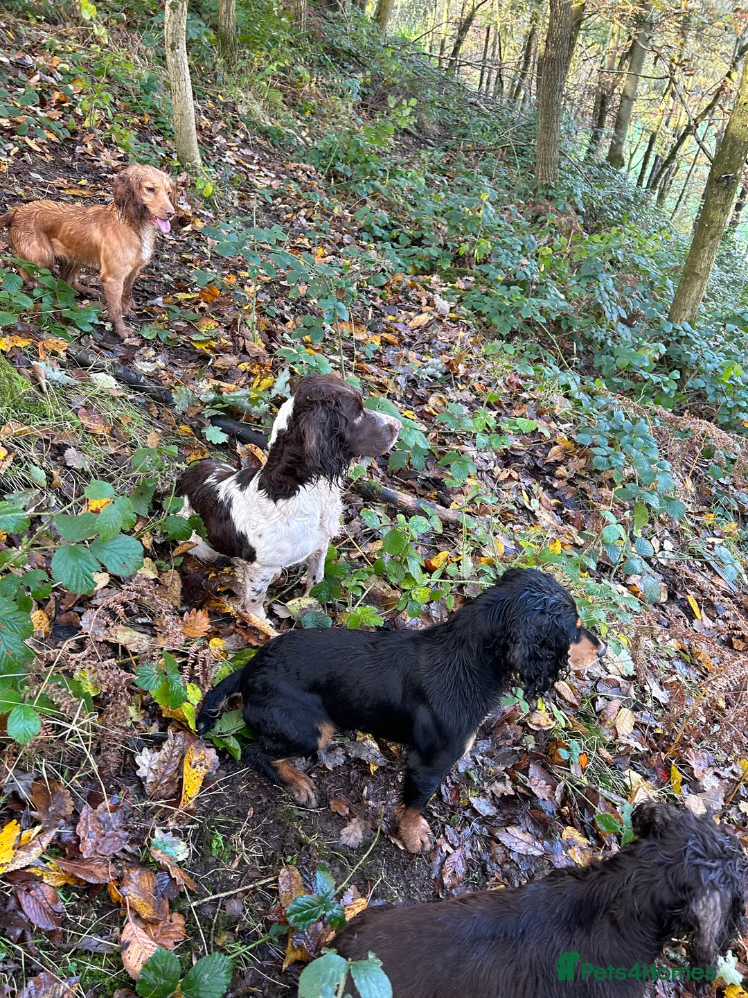 Cocker Spaniel dogs for stud: KC Working Cocker Spaniel Health tested in Ludlow - Advert 8