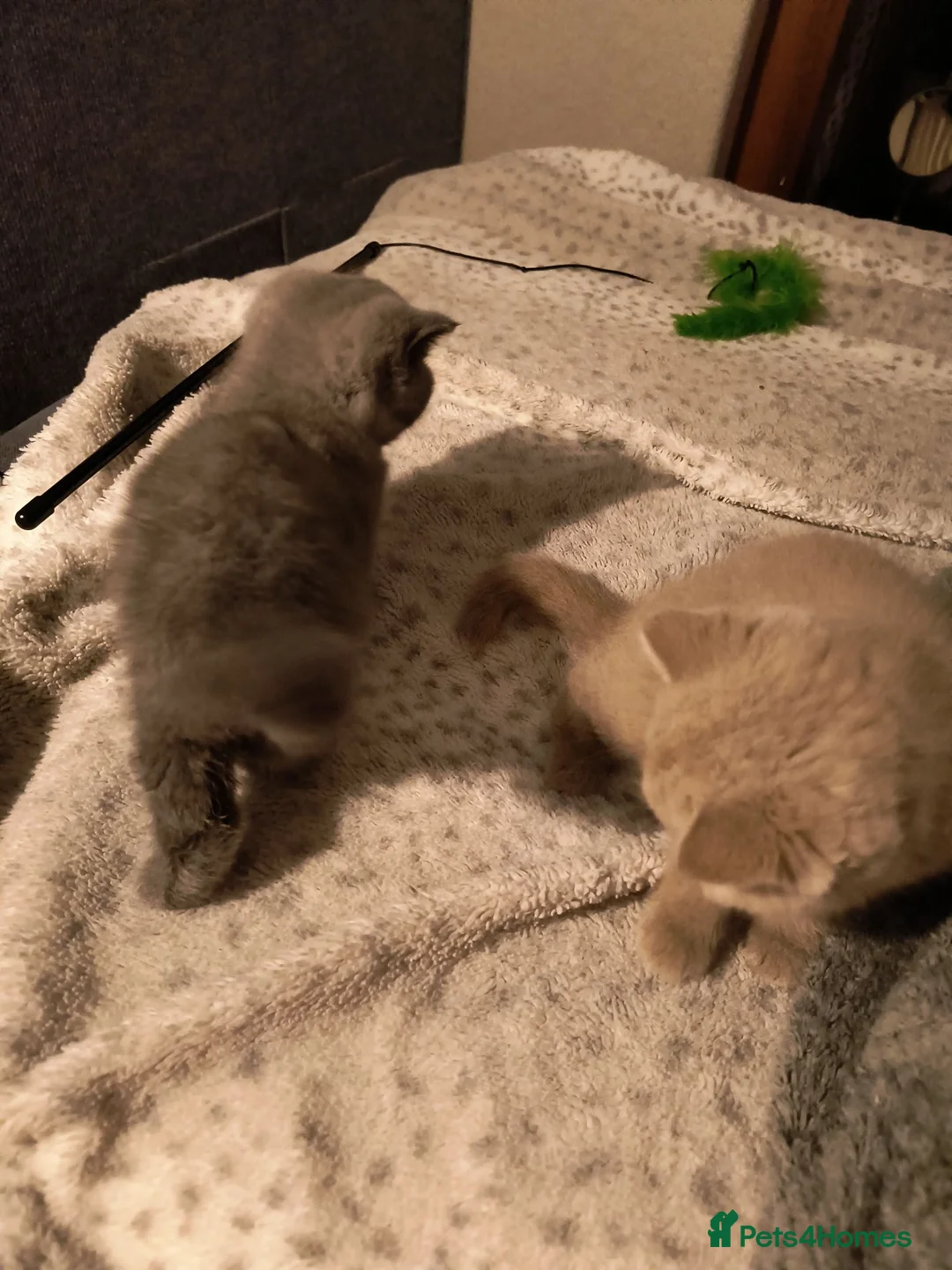 British Shorthair cats for sale: Magnificent litters Vs Outsdanding champion lines. - Advert 1
