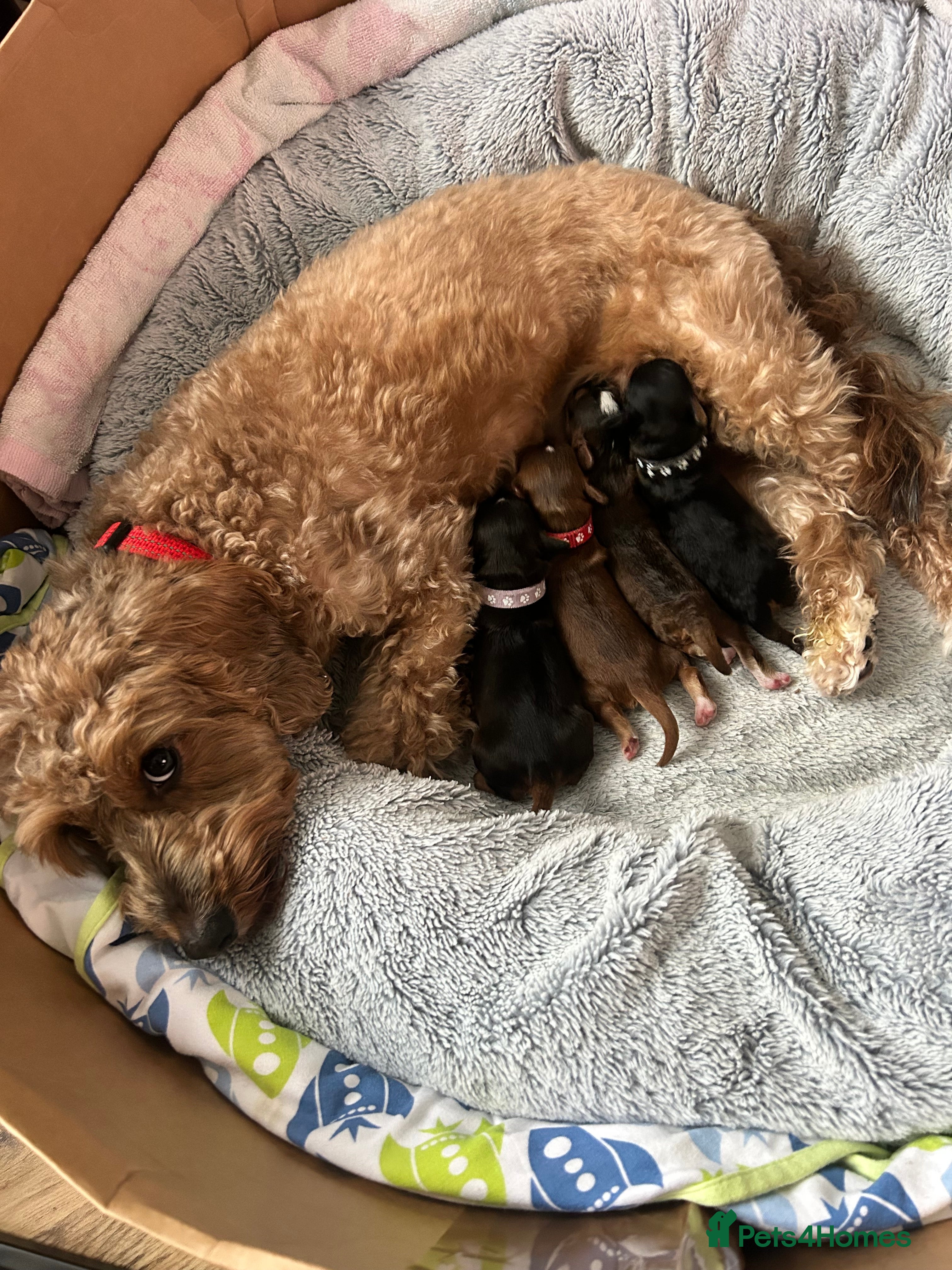 Cockapoo dogs Stunning Cockapoo Puppies Ready Soon  - Advert 2