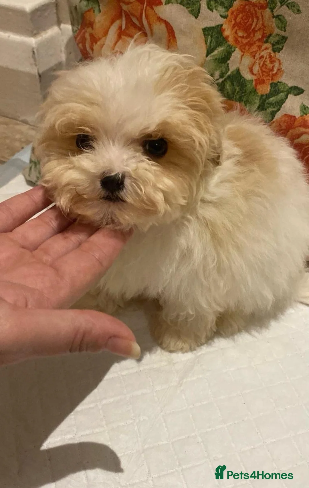 Cavapoo dogs for sale: F2 Cavapoo puppies available  - Advert 13