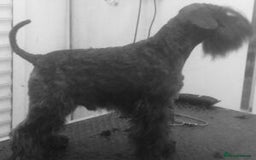Miniature Schnauzer dogs for stud: Miniature Schnauzer for Stud in Dorchester - Image 1