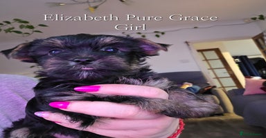Yorkshire Terrier dogs - Advert 2