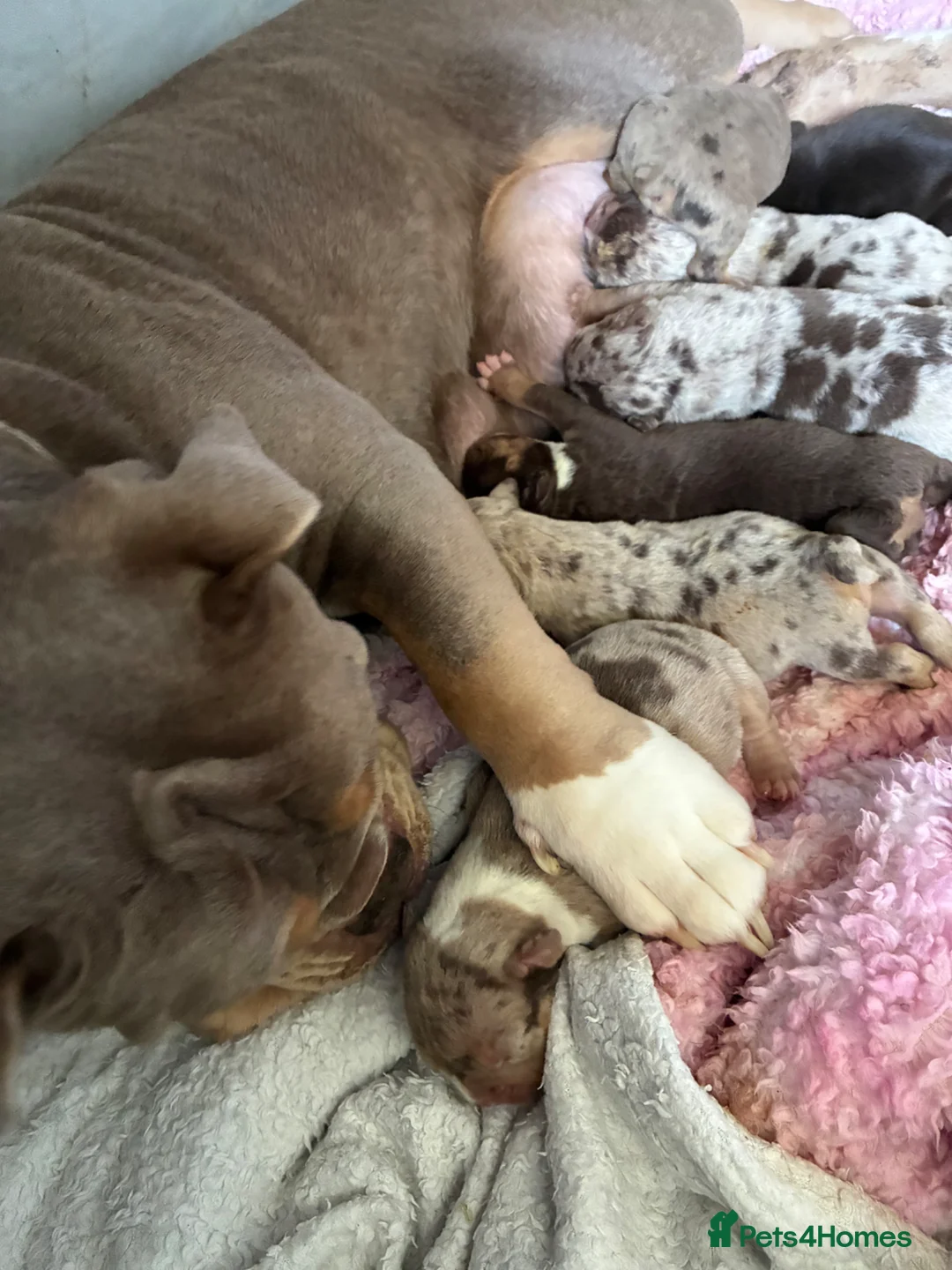English Bulldog dogs for sale: Old English bulldogges - Advert 2