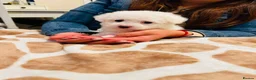 Bichon Frise dogs for sale: BICHON FRISE - GIRL - Advert 4