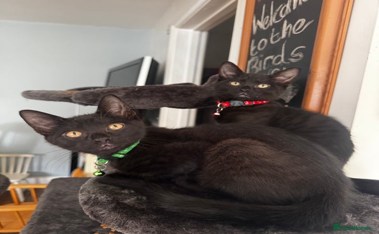 Mixed Breed cats - Advert 1