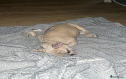 French Bulldog dogs for sale: 14 month old fawn Merle French bulldog - Image 7