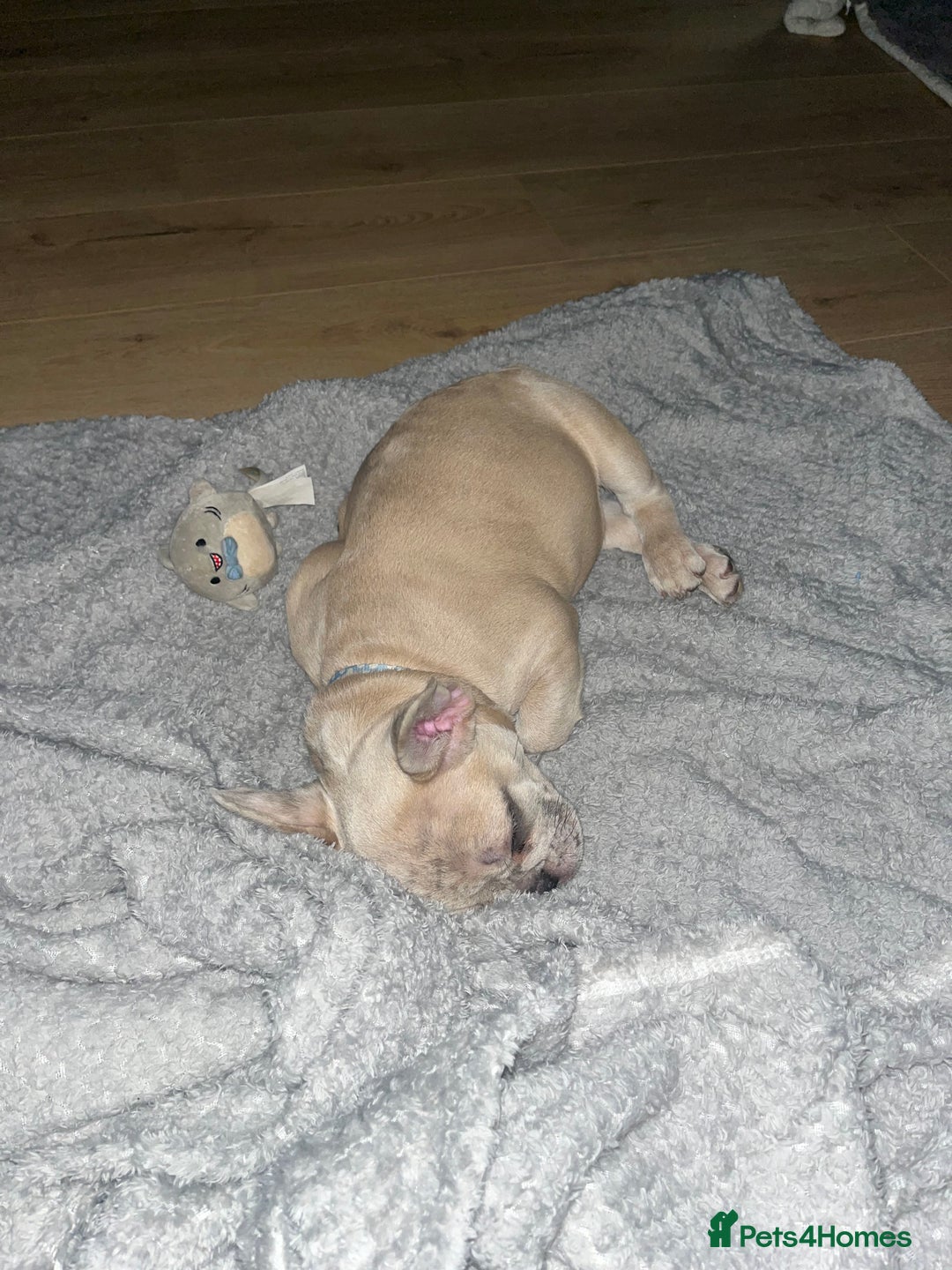 French Bulldog dogs for sale: 14 month old fawn Merle French bulldog - Image 7