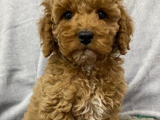 Cavapoo dogs Cute Cavapoo - Advert 1