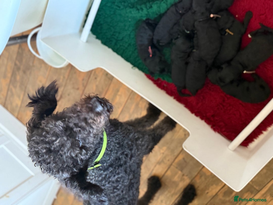 Mixed Breed dogs for sale: 5* medium half Australian labradoodles - Image 8