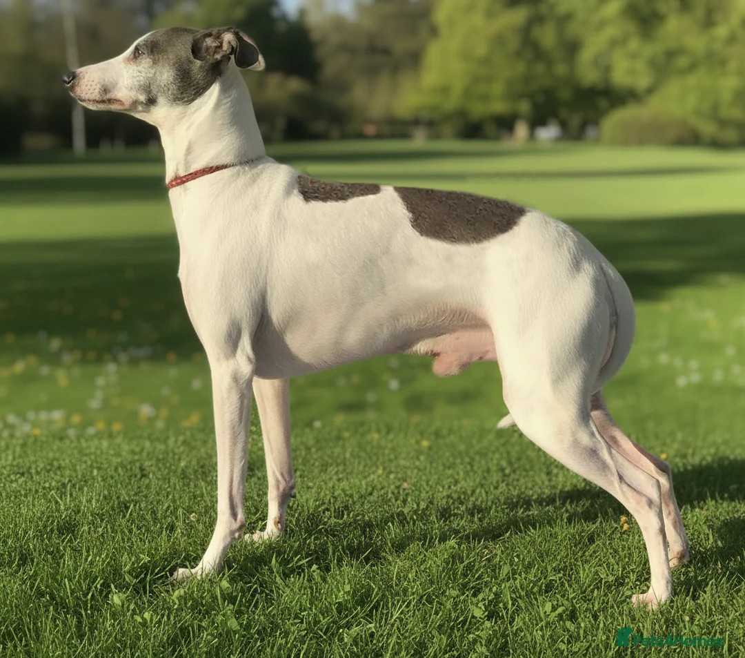 Italian Greyhound dogs for stud: American Import at Stud - Advert 1