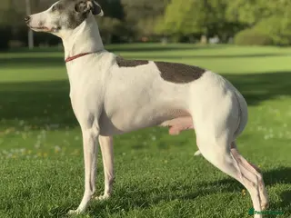 Italian Greyhound dogs American Import at Stud - Advert 1