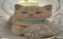 Scottish Fold cats for sale: Scottish straight - Image 25