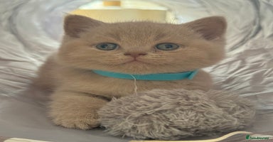 Scottish Fold cats - Advert 3