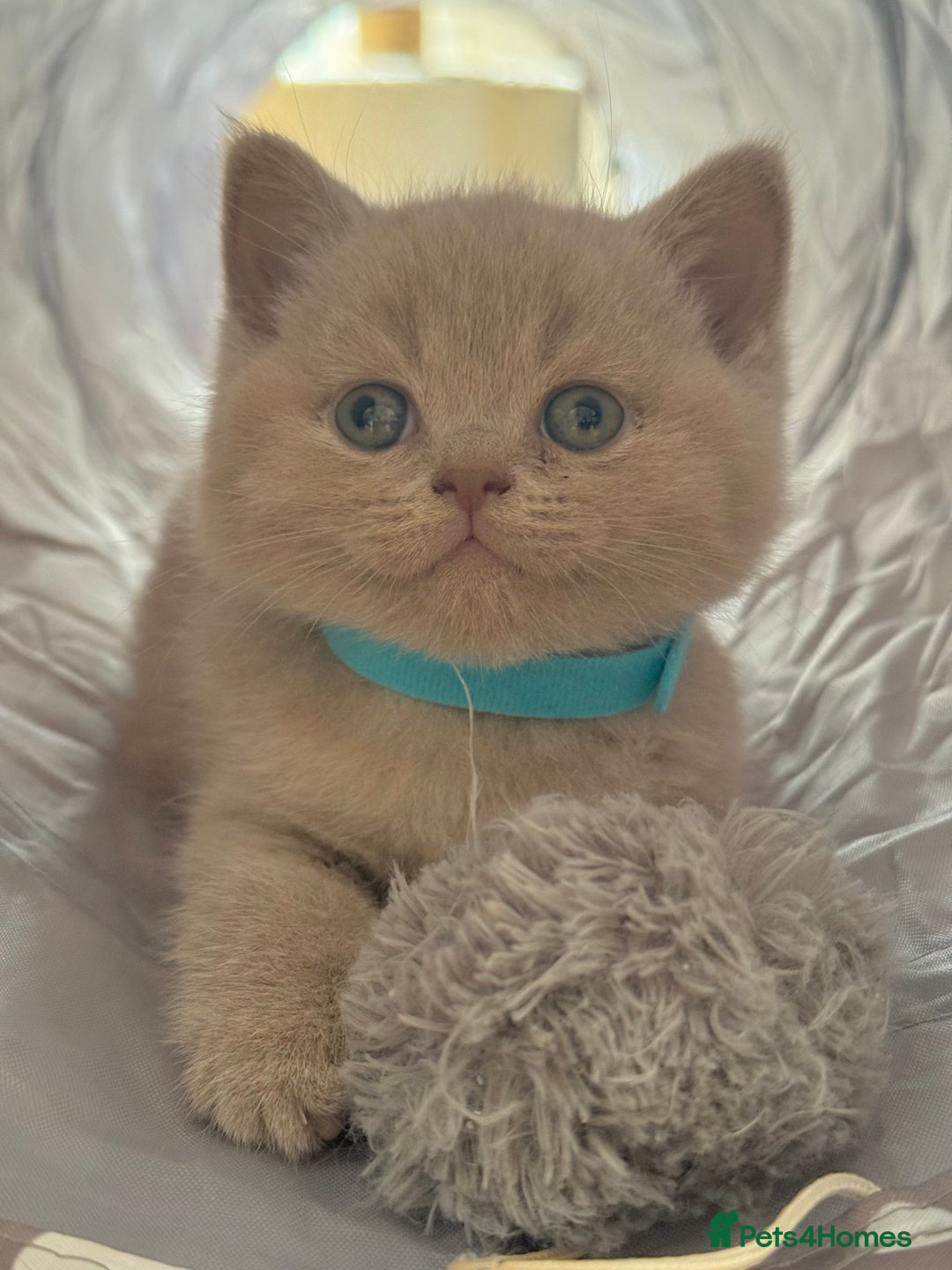 Scottish Fold cats for sale: Scottish straight - Image 25
