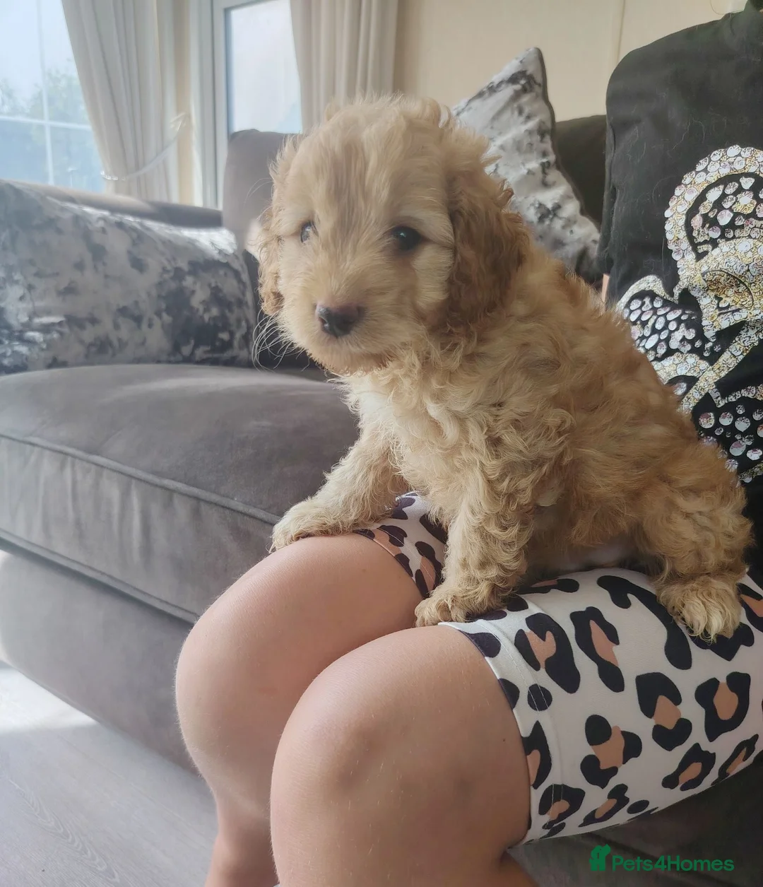 Cavapoo dogs for sale: Cavapoo puppys - Advert 1