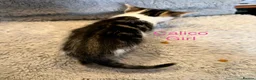 Domestic Shorthair cats for sale: ❤️🩵 Beautiful Kittens 🩵❤️ - Advert 13