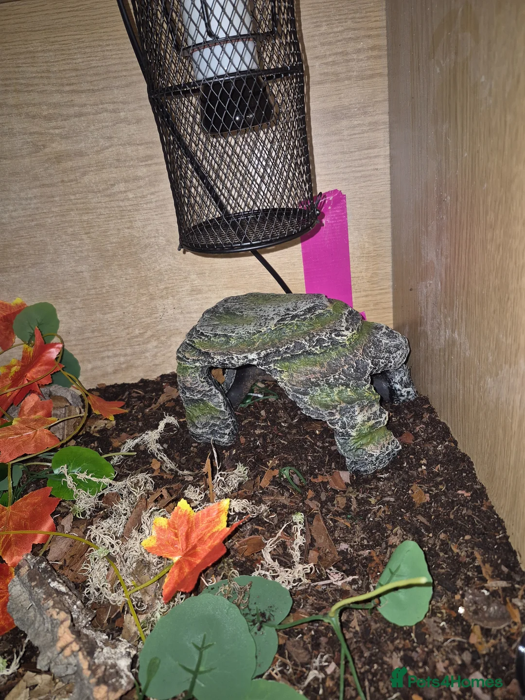 Scorpions invertebrates for sale: Asian forest scorpion  in Swansea - Advert 2