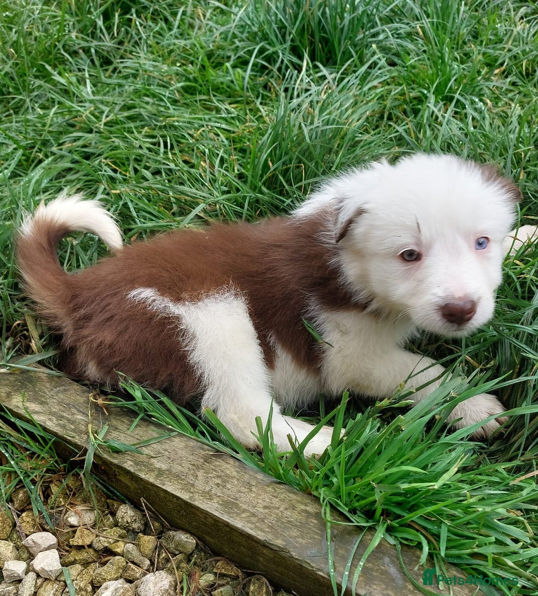 Bearded Collie dogs for sale: Red beardie collie pups  - Image 14