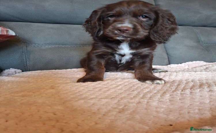 Mixed Breed dogs - Advert 3