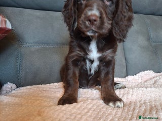 Mixed Breed dogs - Advert 5