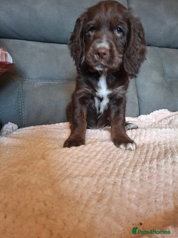 Mixed Breed dogs - Advert 1