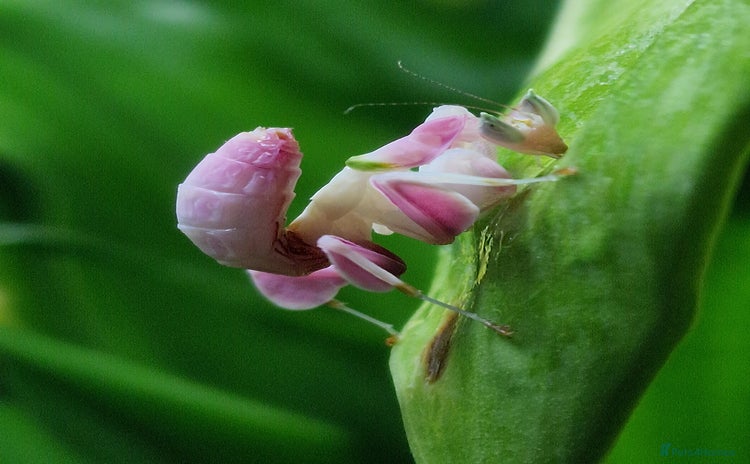 Praying Mantis invertebrates - Advert 1