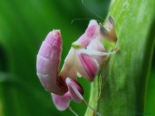 Praying Mantis invertebrates - Advert 1