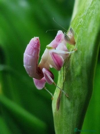 Praying Mantis invertebrates - Advert 1