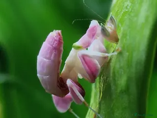 Praying Mantis invertebrates Orchid Praying Mantis - Advert 1