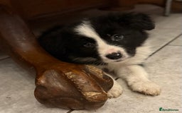 Border Collie dogs for sale: Beautiful border collie pups  - Image 15