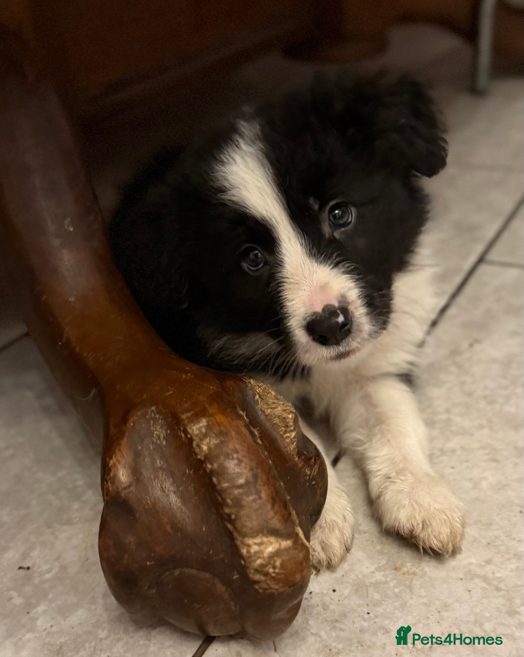 Border Collie dogs for sale: Beautiful border collie pups  - Image 15
