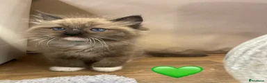 Ragdoll Kitten 2